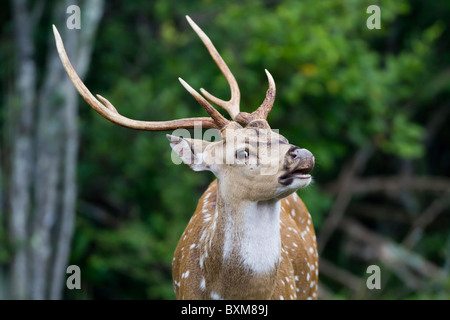 Reh Hirsch mit ausgestelltem Nasenlöcher schnüffeln und Verkostung der Luft am Wilpattu NP, Sri Lanka entdeckt. Stockfoto