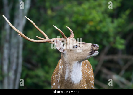 Reh Hirsch mit ausgestelltem Nasenlöcher schnüffeln und Verkostung der Luft am Wilpattu NP, Sri Lanka entdeckt. Stockfoto