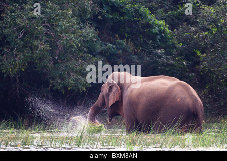 Pure Freude - eines asiatischen Elefanten plantschen und ernährt sich von süßen Schilf am "Nelumvilla" ein Natursee am Wilpattu NP, Sri Lanka. Stockfoto