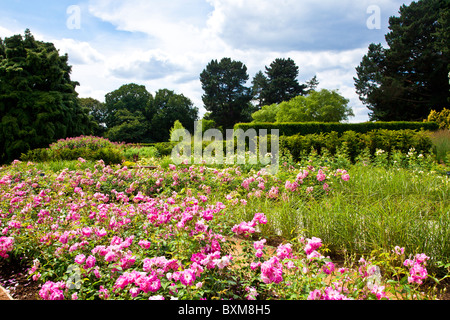 Der Rose Garden eröffnete in 2010 Savill Garden, Teil des Vereinigten Königreichs königliche Landschaft. Brilliant Pink Iceberg stieg im Vordergrund. Stockfoto