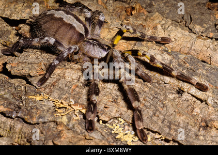 Indische ornamentalen Spinne, Poecilotheria regalis Stockfoto