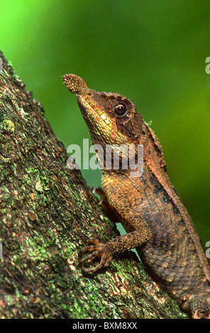 Tennent der Blatt-gerochene Eidechse, Ceratophora Tennentii, Hill Country, Sri Lanka Stockfoto