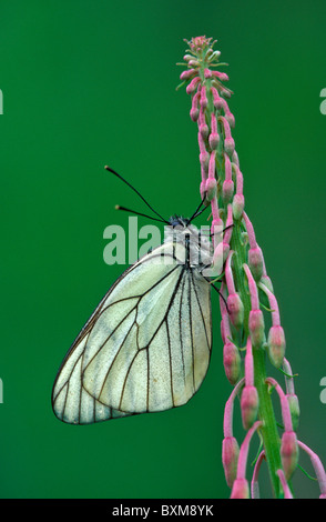 Weißer Schmetterling schwarz geäderten, Aporia Crataegi, Valgrisenche, Nationalpark Gran Paradiso, Italien Stockfoto