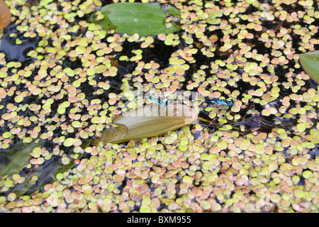 zwei Libellen auf Wasserlinse Stockfoto