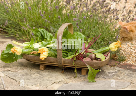 Trug der Frischwaren, Zucchini, rote Beete, Spinat, Mangold und Saubohnen Stockfoto