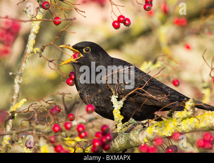 Männliche Amsel (Turdus Merula) Stockfoto