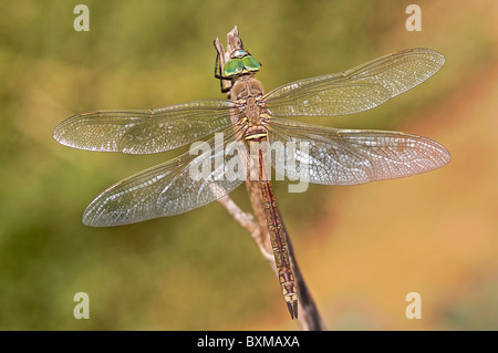 Geringerem Kaiser Libelle "Anax Parthenope" weiblich, Portugal Stockfoto