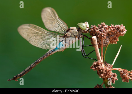 Geringerem Kaiser Libelle "Anax Parthenope" männlich, Portugal Stockfoto