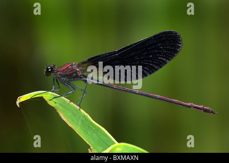 Kupfer Demoiselle Damselfly "Calopteryx Haemorroidalis", Männlich, Portugal Stockfoto