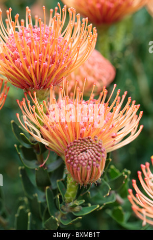 Leucospermum Cordifolium Pincushion Protea Stockfoto