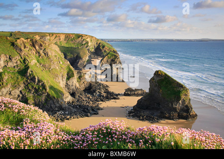 Sparsamkeit bei Bedruthan Steps auf der Nordküste von Cornwall Stockfoto