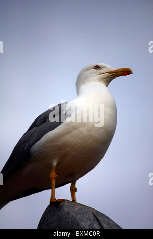 Blick auf eine Erwachsene gelb-beinigen Möwe auf einem Felsen. Stockfoto