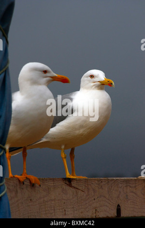 Blick auf zwei Erwachsene gelb-legged Möwen auf einer hölzernen Kiste. Stockfoto