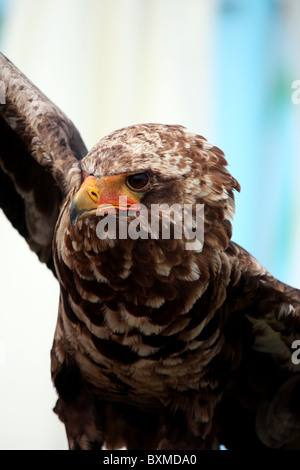 Detailansicht eines jungen juvenile Bateleur Adler im einfachen Flug. Stockfoto