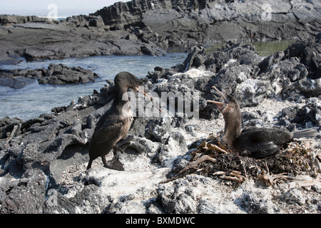 Flugunfähige Kormorane (Phalacrocorax Harrisi), gegengerichtet paar in ihrem Nest auf Fernandina Insel, Galapagos. Stockfoto