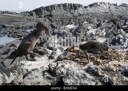 Flugunfähige Kormorane (Phalacrocorax Harrisi), gegengerichtet paar vorbei an einen Stock in der Werbung auf ihrem nest Stockfoto