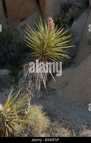 Eine Mojave Yucca (Yucca Schidigera) in voller Blüte im Bereich Live Oak Picknick, Joshua Tree National Park Stockfoto