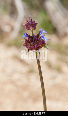 Nahaufnahme von einem einzigen Chia (Salvia Columbariae} Blüte in der Mojave-Wüste-Sektion des Joshua Tree National Park Stockfoto