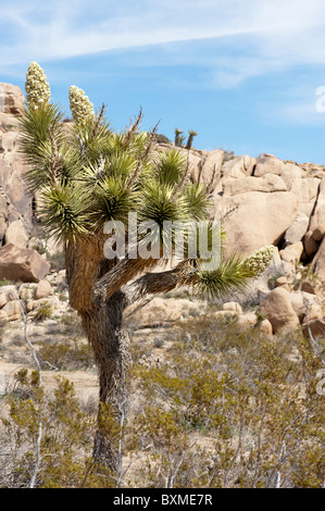 Joshua Baum (Yucca Brevifolia) in voller Blüte mit den vertrauten Monzogranite Felsbrocken von der Mojave-Wüste im Hintergrund Stockfoto