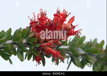 Ocotillo in voller Blüte Stockfoto