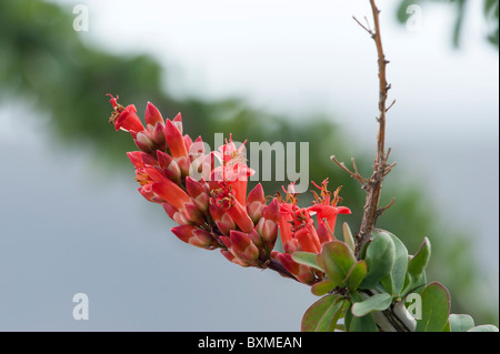 Ocotillo in voller Blüte Stockfoto