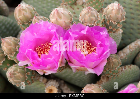 Nahaufnahme der Blüten ein Beavertail Kaktus (Opuntia Basilaris) im Joshua Tree National Park Stockfoto