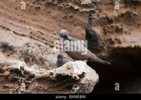 Braun Noddy (Anous Stolidus Galapagensis), Galapagos Unterart Erwachsener mit Küken auf einem Felsvorsprung auf Isabela Island, Galapagos. Stockfoto