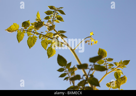 Tomatenpflanze auf der Rebe-Solanum Lycopersicum landwirtschaftliche Stockfoto