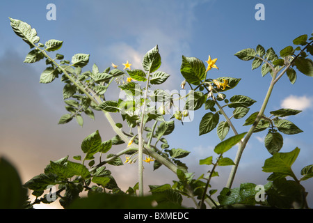 Tomatenpflanze auf der Rebe-Solanum Lycopersicum landwirtschaftliche Stockfoto