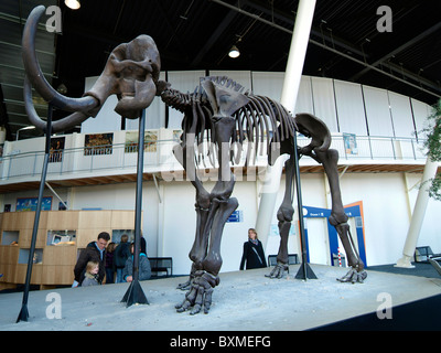 Mammut-Skelett auf dem Display an der Oosterschelde-Museum im Werk Insel Neeltje Jans, Zeeland, Niederlande Stockfoto