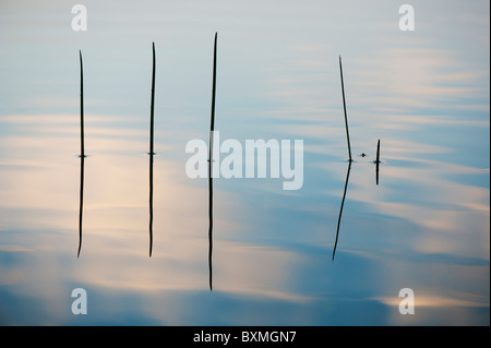 Silhouette Grass Stiele reflektiert in einem plätschernden Pool im Morgengrauen in Indien Stockfoto