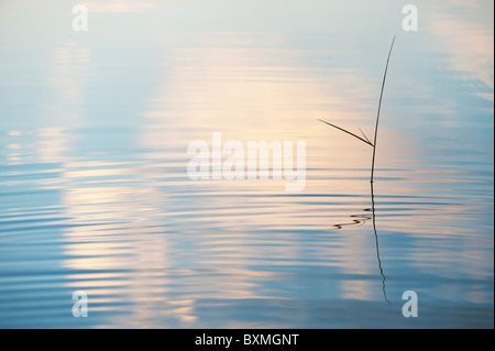 Silhouette Grass Stamm reflektiert in einem plätschernden Pool im Morgengrauen in Indien Stockfoto