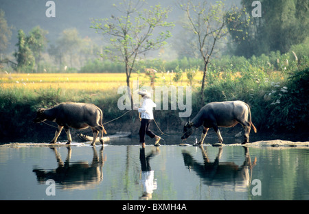 Landwirt führenden Wasserbüffel. Stockfoto