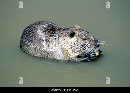 Nutria Fütterung Stockfoto