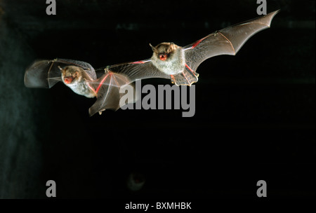 Natterer Fledermäuse (Myotis Nattereri) fliegen in Höhle, Europa Stockfoto