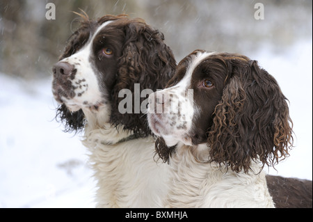 Springer Spaniel, Cocker Spaniel an einem Shooting-Tag Stockfoto