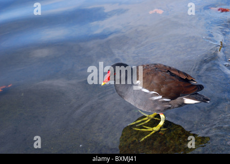 Teichhuhn Stockfoto