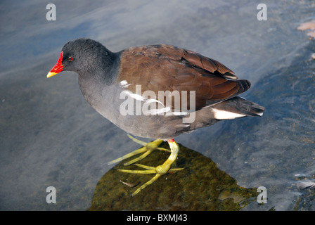 Teichhuhn Stockfoto