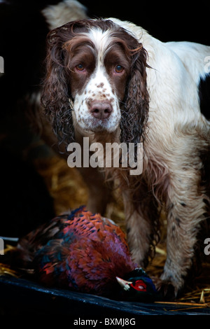 Springer Spaniel, Labrador, Cockerspaniel auf der Rückseite Fahrzeug an einem Shooting-Tag Stockfoto