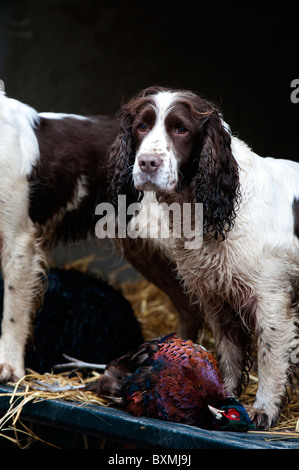 Springer Spaniel, Labrador, Cockerspaniel auf der Rückseite Fahrzeug an einem Shooting-Tag Stockfoto