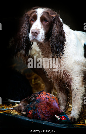 Springer Spaniel, Labrador, Cockerspaniel auf der Rückseite Fahrzeug an einem Shooting-Tag Stockfoto