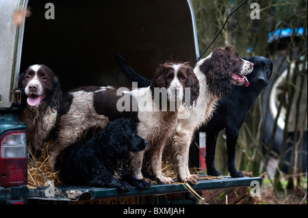 Springer Spaniel, Labrador, Cockerspaniel auf der Rückseite Fahrzeug an einem Shooting-Tag Stockfoto