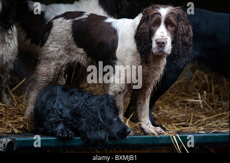 Springer Spaniel, Labrador, Cockerspaniel auf der Rückseite Fahrzeug an einem Shooting-Tag Stockfoto