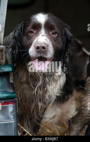 Springer Spaniel, Labrador, Cockerspaniel auf der Rückseite Fahrzeug an einem Shooting-Tag Stockfoto