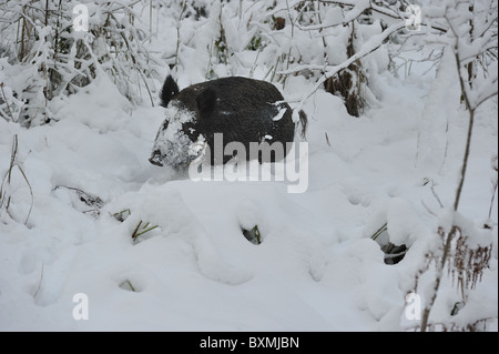 Wildschwein (Sus Scrofa) Sau Wandern im tiefen Schnee - Louvain-La-Neuve - Belgien Stockfoto