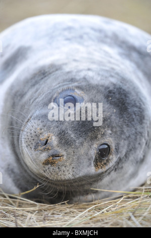 Grey seal (Halychoerus Grypus - Halichoerus Grypus) close-up eines jungen Hundes ruht auf den Dünen im Winter - Lincolnshire - England Stockfoto