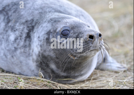 Grey seal (Halychoerus Grypus - Halichoerus Grypus) close-up eines jungen Hundes ruht auf den Dünen im Winter - Lincolnshire - England Stockfoto