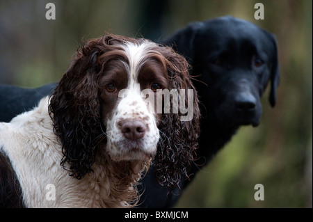 Springer Spaniel, Labrador, Cockerspaniel auf der Rückseite Fahrzeug an einem Shooting-Tag Stockfoto