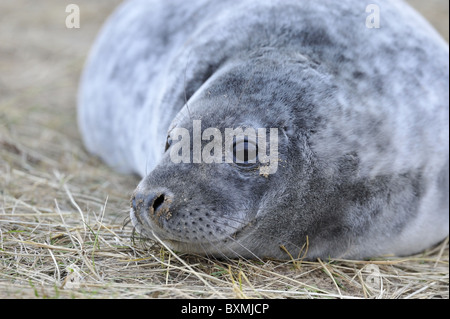 Grey seal (Halychoerus Grypus - Halichoerus Grypus) close-up eines jungen Hundes ruht auf den Dünen im Winter - Lincolnshire - England Stockfoto