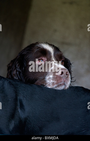 Springer Spaniel, Labrador, Cockerspaniel auf der Rückseite Fahrzeug an einem Shooting-Tag Stockfoto